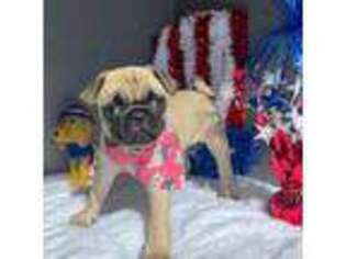 Pug Puppy for sale in Valparaiso, IN, USA