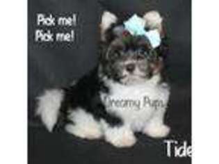 Biewer Terrier Puppy for sale in Atlanta, GA, USA