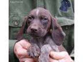 German Shorthaired Pointer Puppy for sale in Linden, MI, USA