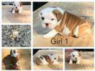 Bulldog Puppy for sale in Thomasville, NC, USA