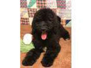 Labradoodle Puppy for sale in Cookeville, TN, USA