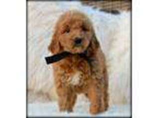 Goldendoodle Puppy for sale in Greenbrier, AR, USA