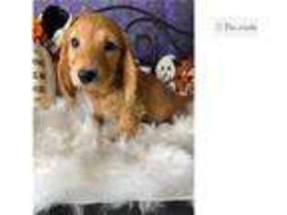Dachshund Puppy for sale in Fort Smith, AR, USA