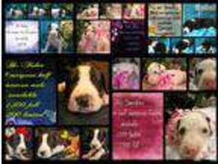 Great Dane Puppy for sale in EATON RAPIDS, MI, USA