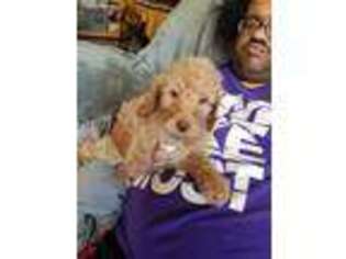 Goldendoodle Puppy for sale in Struthers, OH, USA
