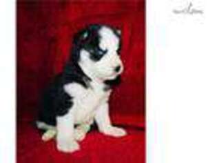 Siberian Husky Puppy for sale in Cambridge, OH, USA