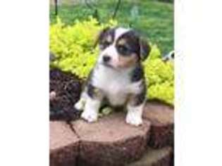 Pembroke Welsh Corgi Puppy for sale in New Holland, PA, USA
