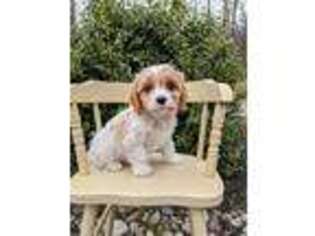 Cavachon Puppy for sale in New Holland, PA, USA