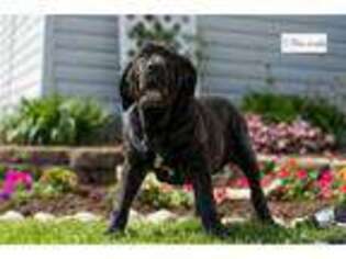 Neapolitan Mastiff Puppy for sale in Fort Wayne, IN, USA