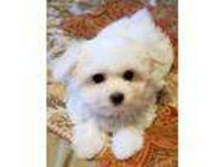 Maltese Puppy for sale in Tahlequah, OK, USA