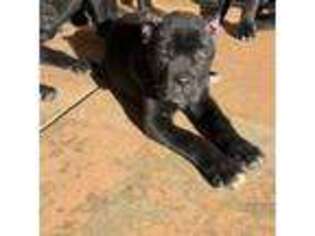 Cane Corso Puppy for sale in Moreno Valley, CA, USA