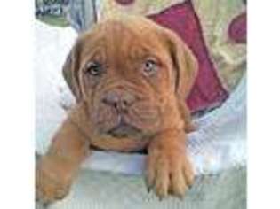 American Bull Dogue De Bordeaux Puppy for sale in Quarryville, PA, USA