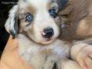 Miniature Australian Shepherd Puppy for sale in BULVERDE, TX, USA