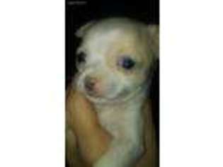 Chihuahua Puppy for sale in Bradner, OH, USA
