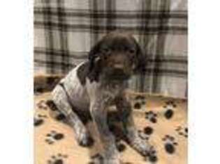 German Shorthaired Pointer Puppy for sale in Yucaipa, CA, USA