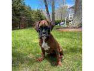 Boxer Puppy for sale in Riverhead, NY, USA