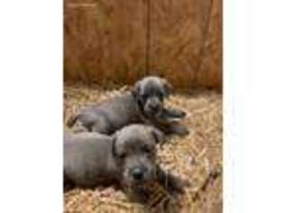 Cane Corso Puppy for sale in Raleigh, NC, USA