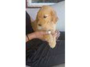 Goldendoodle Puppy for sale in Montrose, CO, USA