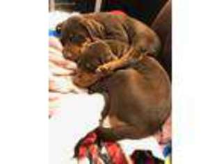 Doberman Pinscher Puppy for sale in Pleasanton, CA, USA