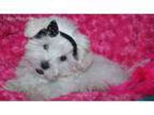 Maltese Puppy for sale in Billings, MO, USA