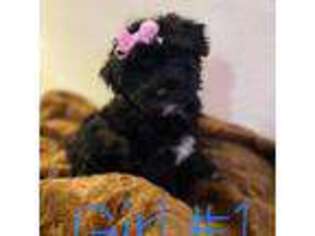 Havanese Puppy for sale in Coeur D Alene, ID, USA