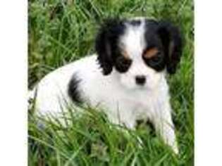 Cavalier King Charles Spaniel Puppy for sale in Elizabethtown, KY, USA