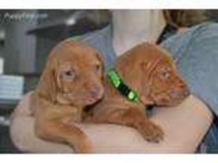 Vizsla Puppy for sale in Canby, OR, USA