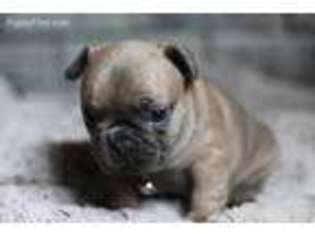 French Bulldog Puppy for sale in Traverse City, MI, USA
