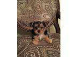 Yorkshire Terrier Puppy for sale in Frederick, MD, USA