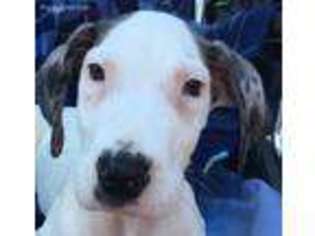 Great Dane Puppy for sale in Grove, OK, USA
