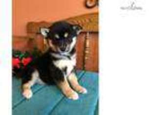 Shiba Inu Puppy for sale in Topeka, KS, USA
