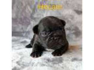 French Bulldog Puppy for sale in Battle Ground, WA, USA