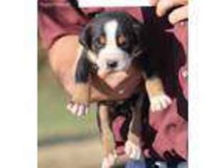 Greater Swiss Mountain Dog Puppy for sale in Garnett, KS, USA