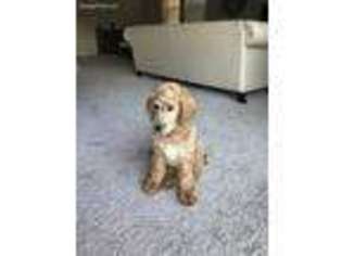 Goldendoodle Puppy for sale in North Las Vegas, NV, USA
