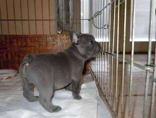 French Bulldog Puppy for sale in Fredonia, NY, USA