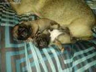 Pug Puppy for sale in Akron, OH, USA