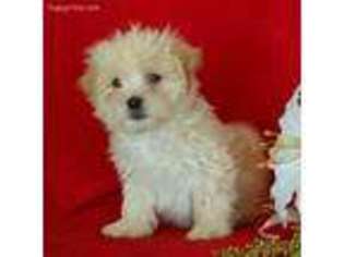 Havanese Puppy for sale in Peach Bottom, PA, USA