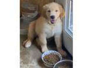 Golden Retriever Puppy for sale in Peachtree City, GA, USA