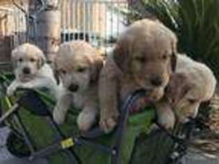Golden Retriever Puppy for sale in Lynwood, CA, USA