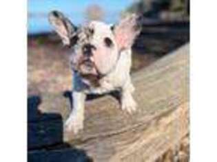French Bulldog Puppy for sale in Los Osos, CA, USA