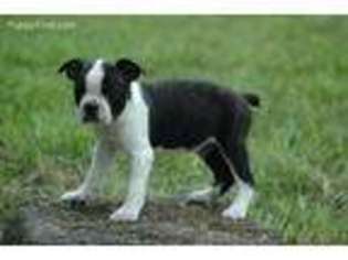 Boston Terrier Puppy for sale in Argyle, WI, USA