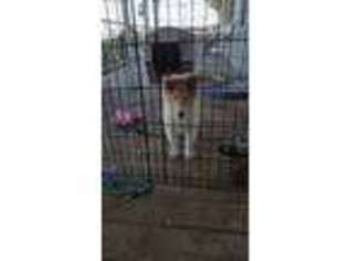 Collie Puppy for sale in Reno, NV, USA