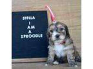 English Springer Spaniel Puppy for sale in Campobello, SC, USA
