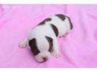 Olde English Bulldogge Puppy for sale in Decatur, IN, USA