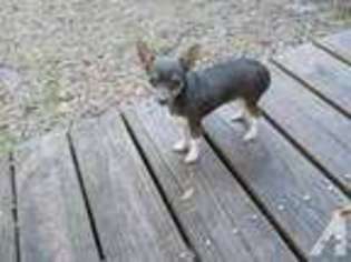 Rat Terrier Puppy for sale in ARCHER, FL, USA