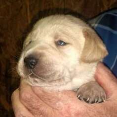 Labrador Retriever Puppy for sale in MEBANE, NC, USA