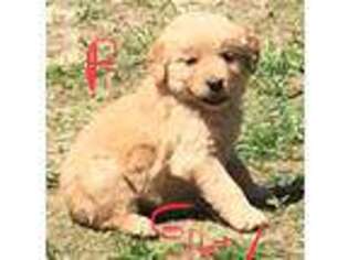 Golden Retriever Puppy for sale in Coloma, MI, USA