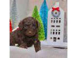 Mutt Puppy for sale in Lumber Bridge, NC, USA