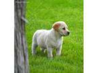 Labrador Retriever Puppy for sale in Elk Point, SD, USA