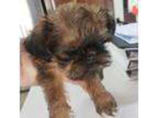 Brussels Griffon Puppy for sale in New Lexington, OH, USA
